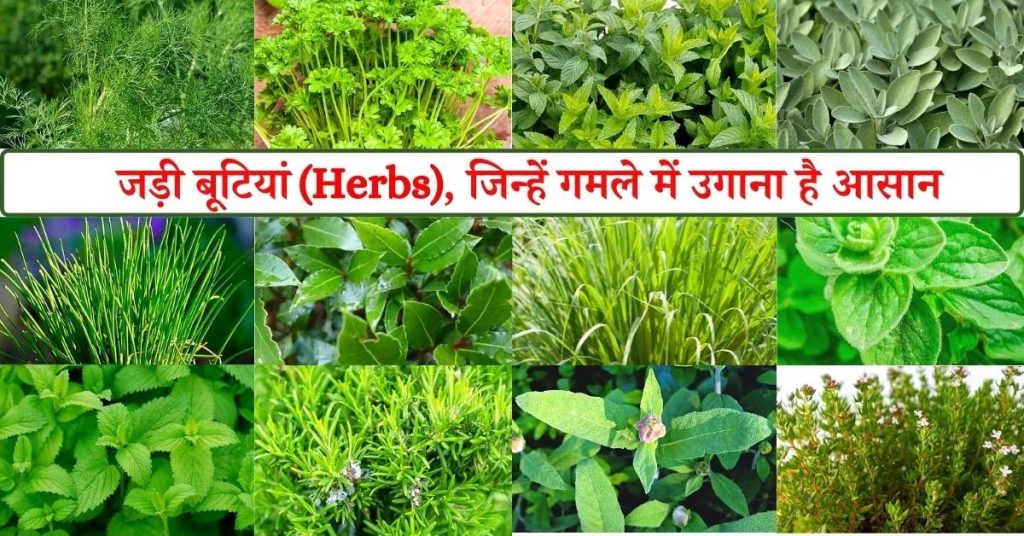 विशेष लेख,छत्तीसगढ़ की जड़ी-बूटियों से महकेगा नारी शक्ति का स्वावलंबन