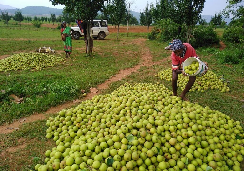 जशपुर की नाशपाती से बढ़ रही किसानों की आमदनी, 3,500 से अधिक कृषक जुड़े फल उत्पादन से