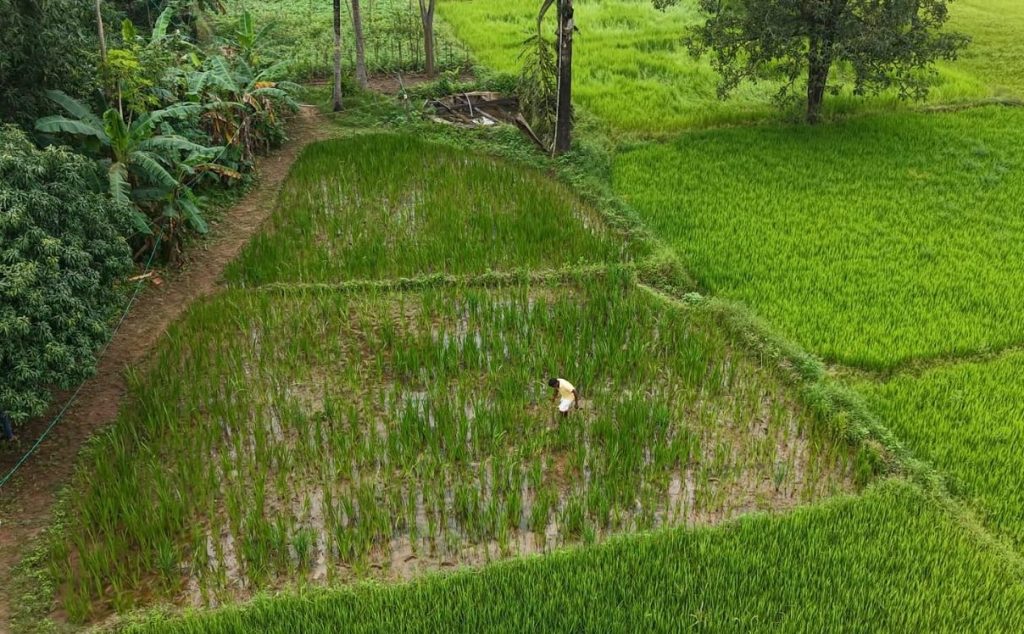 ’वच’ और ‘ब्राह्मी’ ने बदली किसानों की तकदीर: केदार कश्यप